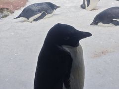 -海合安武汉极地海洋公园
