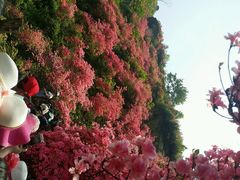 android_upload_pic-木兰云雾山