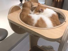-飞行喵MR PILOT|猫舍·猫咖(静安大融城店)