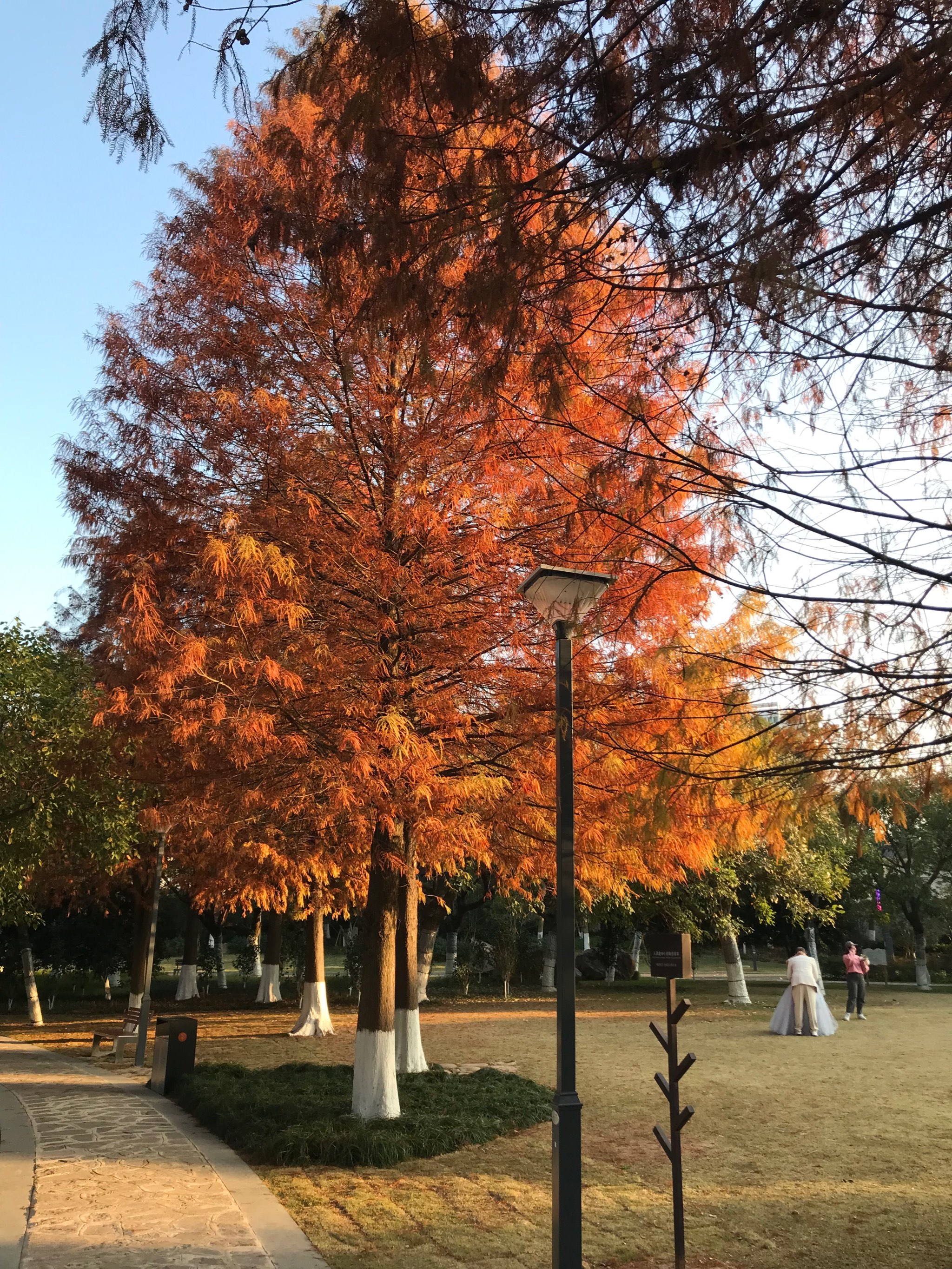 公园一年四季的景色图片