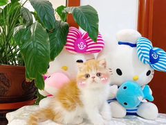 -喵百万·布偶·蓝金金渐层英短·猫舍(百子湾店)