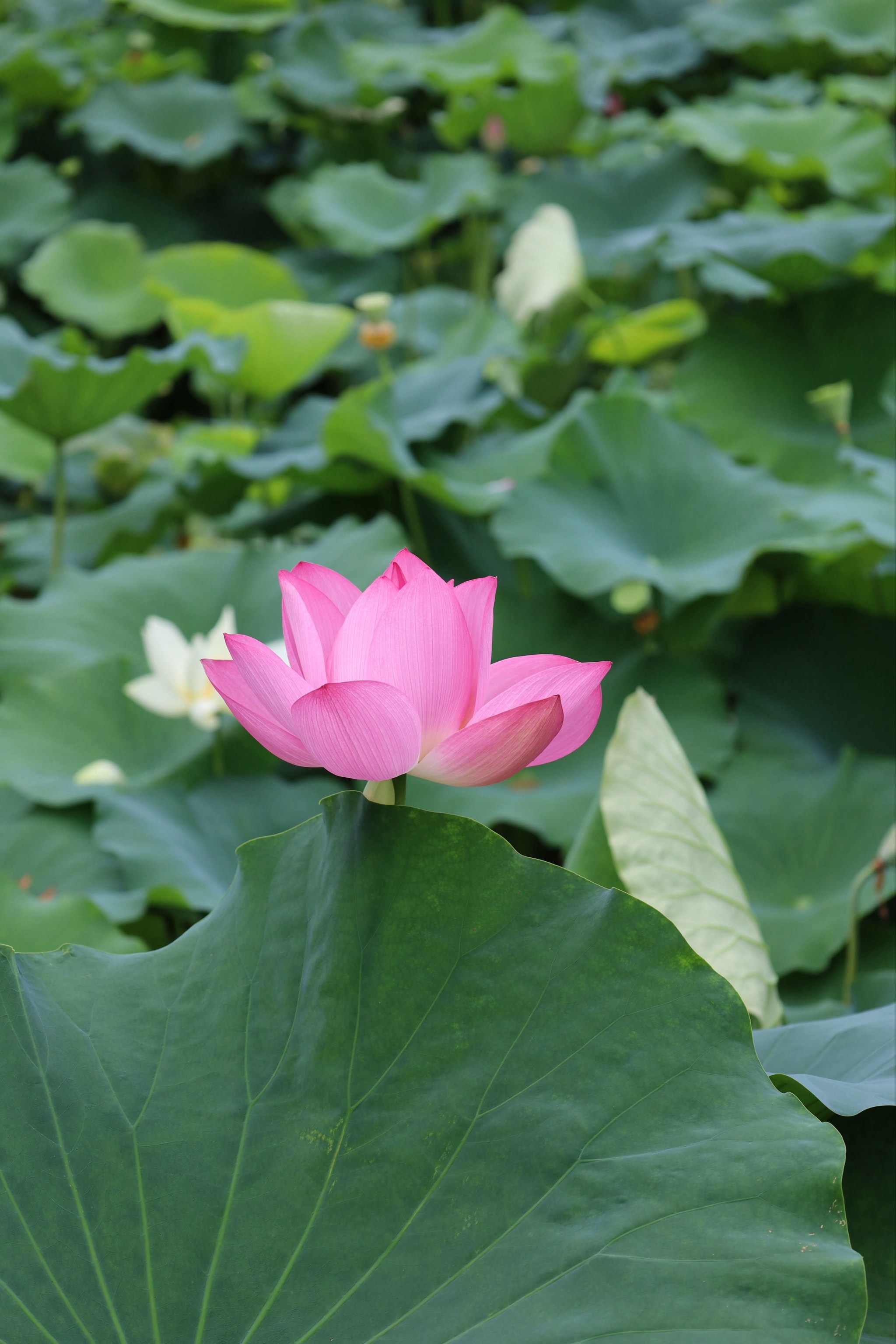 梅申林：重塑公司治理、全面提升经营管理是莲花品牌复兴的根本