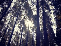 -黄海国家森林公园