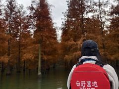 -南湖湿地公园
