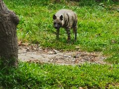 -清迈夜间动物园