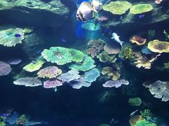 -暹罗海洋世界