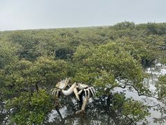 -红树林天天赶海