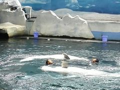 -秦皇岛乐岛海洋王国