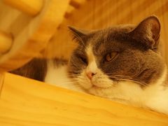 -猫和宫(六道口店)
