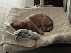 -宠颐生宠物医院·骨外科·犬猫全科诊疗中心(池州店)