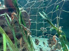 -悉尼海洋生物水族馆