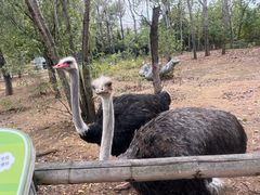 -大连森林动物园