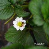 去摘草莓啦～～