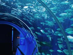 -上海海洋水族馆