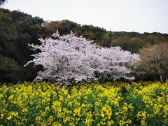 -苏州上方山国家森林公园