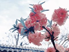 -荣国府