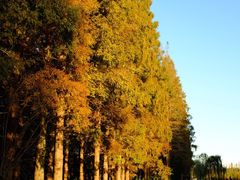 -黄海国家森林公园