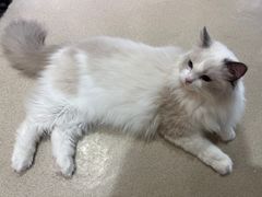 -藏猫猫咖啡主题馆(中央大道店)