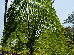 -中国科学院西双版纳热带植物园