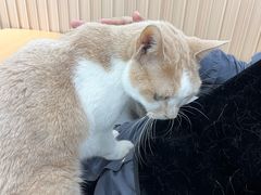 -鼓捣猫呢主题猫咖店