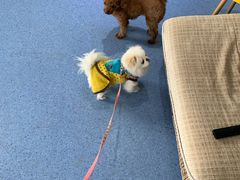 -顺强宠物诊所·狂犬免疫·夜诊·骨科(嘉定店)