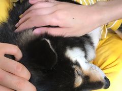 -逗柴咖啡屋·狗咖猫咖宠物桌游