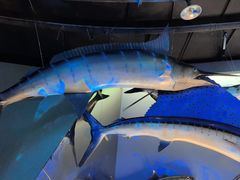 -陕西自然博物馆