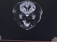 -派美特宠物医院·核磁CT·骨科肿瘤·疑难转诊(沈农禾丰店)