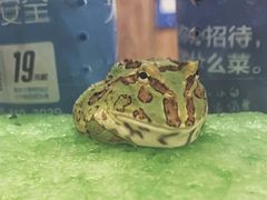 -蛙麻蛙辣炭火蛙锅(南环大街店)