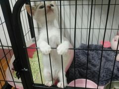 -东莞宠友24H宠物中心医院·转诊夜诊·异宠(新河北路院)