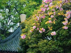 -南京古林公园