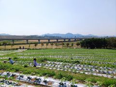 -光明小镇欢乐田园