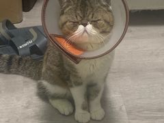 -创凡宠物医院·骨专科  猫科中心(西乡分院)