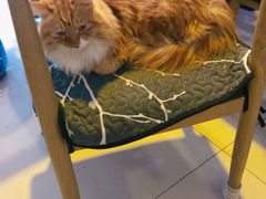 -平行世界·猫咖(首经贸店)