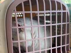 -艾贝尔宠物医院 ·中兽医·宠保定点(北门桥店)