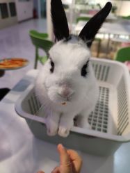 -Moni星球萌宠·小马宝莉·灵蛇·高端高阶全萌宠互动体验俱乐部(红豆国际广场店)