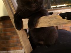 -more than meow吴止猫主题餐厅(承德 中船汇店)