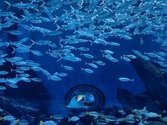 -海合安武汉极地海洋公园