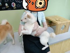 -柴源莊·柴小宠柴犬咖啡