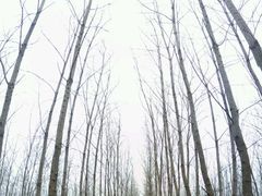 -合肥滨湖国家森林公园