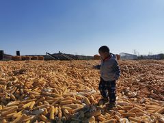 -莲花山花海