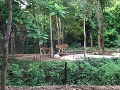 -清迈夜间动物园