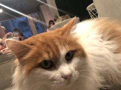 -猫儿山۰猫主题餐厅