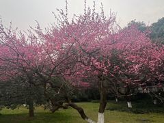 -杭州植物园