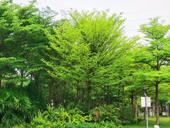 -福田红树林生态公园