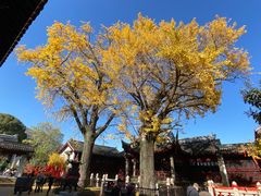 -惠山古镇·寄畅园