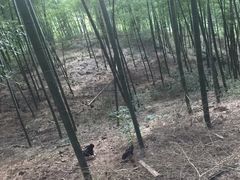 -藏龙百瀑风景区