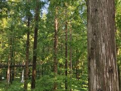 -黄海国家森林公园