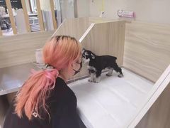-纳吉亚猫专科动物医院(康都外科中心)