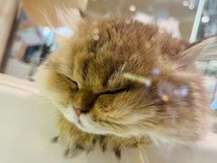 -momokira米努特·德文卷毛猫·棉花面纱犬